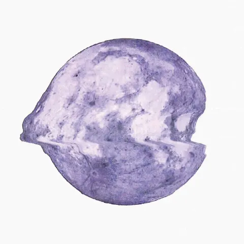 Grape Kiki「葡萄のグレープ」ジャケット